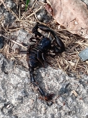 Heterometrus laevigatus