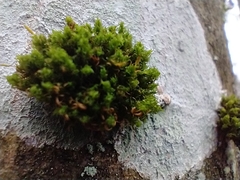 Ulota crispa