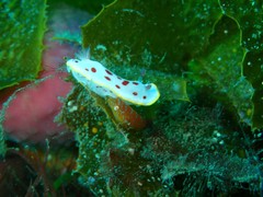 Cochleoceps orientalis