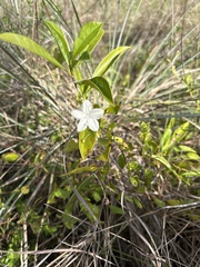 Jacquemontia curtissii
