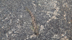 Characidium fasciatum