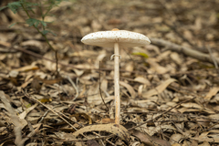 Macrolepiota dolichaula