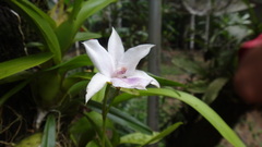 Liliales
