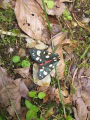 Callimorpha dominula