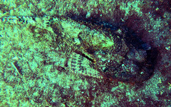 Scorpaena plumieri