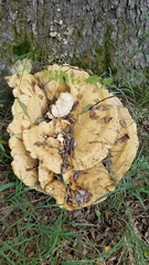 Bondarzewia berkeleyi