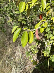 Chrysophyllum oliviforme