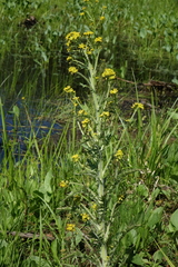 Rorippa barbareifolia