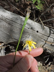 Hieracium scouleri