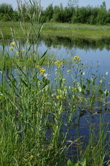 Rorippa barbareifolia