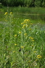 Rorippa barbareifolia