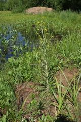 Rorippa barbareifolia