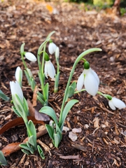 Galanthus elwesii