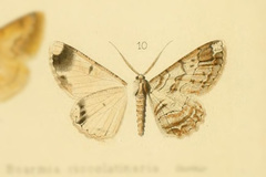 Iridopsis salmonearia