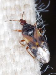 Anthocoris nemoralis