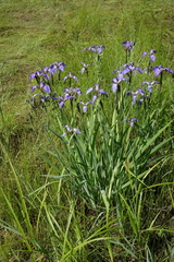 Iris setosa