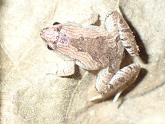 Microhyla mukhlesuri
