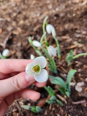 Galanthus elwesii