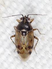 Deraeocoris punctulatus
