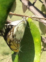 Belenois creona severina