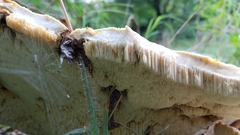 Bondarzewia berkeleyi