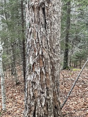 Acer rubrum image