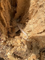 Chalcophora virginiensis