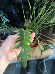 Thaumatophyllum xanadu