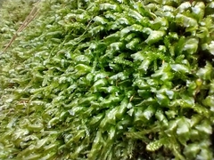 Homalia trichomanoides