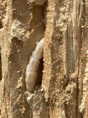 Chalcophora virginiensis