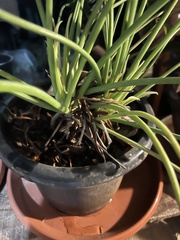 Thaumatophyllum xanadu