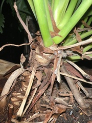 Thaumatophyllum xanadu