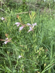 Oenothera suffulta