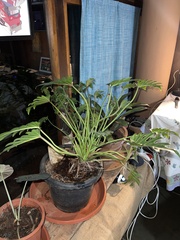 Thaumatophyllum xanadu