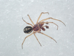 Pachygnatha clercki