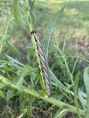 Eumorpha fasciatus