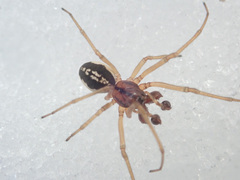 Pachygnatha clercki