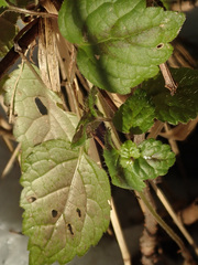 Lamium