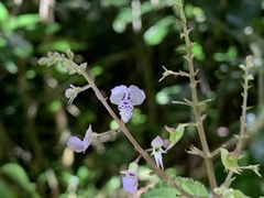 Plectranthus fruticosus
