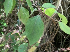 Plectranthus fruticosus