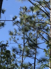 Pinus palustris