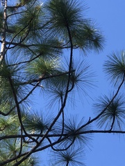 Pinus palustris