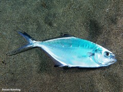 Trachinotus ovatus