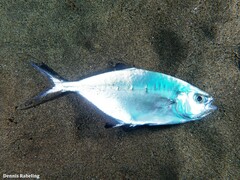 Trachinotus ovatus