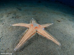 Astropecten aranciacus
