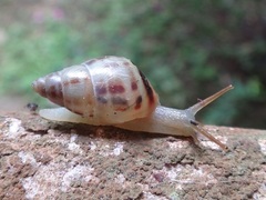 Drymaeus interpunctus