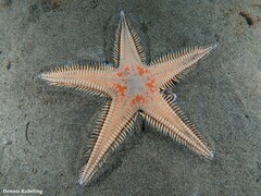 Astropecten aranciacus