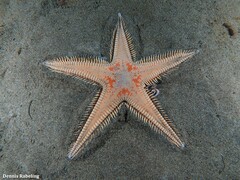 Astropecten aranciacus