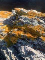 Xanthorioideae
