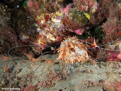 Telmatactis cricoides